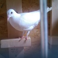 Fancier Doves (@fancierdoves) 's Twitter Profile