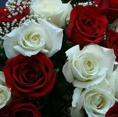Mawar merah MerahMawar5 Twitter Mawar merah MerahMawar5 Twitter