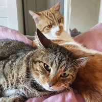 Button and Taco(@BiteyButton) 's Twitter Profile Photo