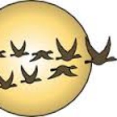 WildMigrations's profile picture. Migraciones de vida salvaje. (Página de @BenignoVarillas)