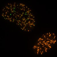 Ross Chapman (@chapman_lab_uk) 's Twitter Profile Photo Ross Chapman (@chapman_lab_uk) 's Twitter Profile Photo