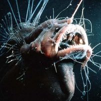 頭おかしい深海生物bot On Twitter ピンポンツリースポンジ Chondrocladia Lampadiglobus おもちゃではありません れっきとした海綿動物でピンポン部分に付いた甲殻類などを捕食する肉食生物 子供の落書きをそのまま命を吹き込んだかのようだ Https T Co Drmsa56k5k