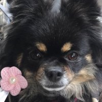 marimon (@tomorimari) 's Twitter Profile