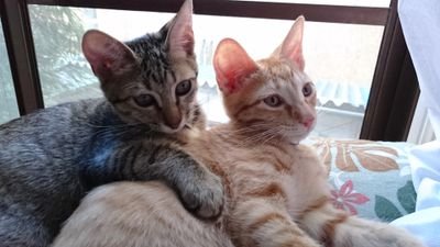 miyo04200721's profile picture. 超新星大好きミルキーです。宜しくね❗