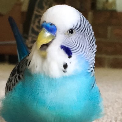 Hi, my name is Bubbles! I love to fly around the house and play with bells and mirrors all day! Checkout my Instagram (@budgiebubbles) and YouTube!