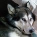 OlkaGar (@olkagar) Twitter profile photo OlkaGar (@olkagar) Twitter profile photo