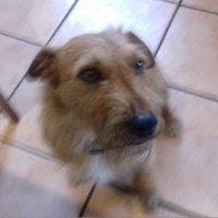 T Hayes (@tras1234) 's Twitter Profile