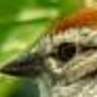 willytinker (@willytinker) 's Twitter Profile