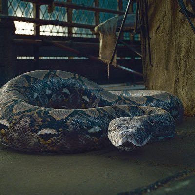 naginileserpent's profile picture. Serpent majestueux, soumis a Lord Voldemort • 16 ans • Serpentard • Compte de @raoulleserpent [inactif]