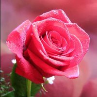 وفاء (@klnrea6xaxgditp) Twitter profile photo