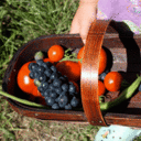 Anna Scanlon - @AnnasAllotment - Twitter