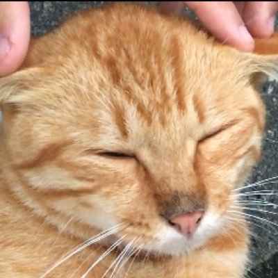 レフィさんのプロフィール画像