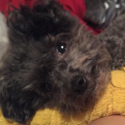 IvyThePoodle's profile picture. The one and only #impossiblytinydog! I weigh a hair less than four pounds. Rescued on 8/4/2014.