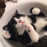 Oreo the Cat RIP FRANKIE 🐰🌷🐣(@oreokittykat) 's Twitter Profile Photo