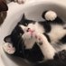 Oreo the Cat RIP FRANKIE 🐰🐣💐 (@oreokittykat) Twitter profile photo Oreo the Cat RIP FRANKIE 🐰🐣💐 (@oreokittykat) Twitter profile photo