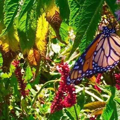 piliduran1's profile picture. A people lover of all colors/ Animal Lover.A humanitarian trying to help other humans evolve past KILLING and destruction, thru Music.