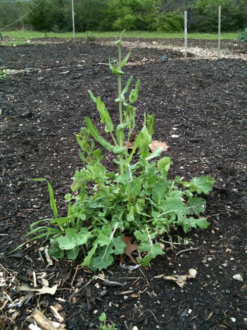 KiestwoodGarden's profile picture. Farm South of Dallas providing fresh local produce to restaurants. #veteranfarmer #veteranowned