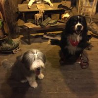 Dreamdog (@dreamdog_be) 's Twitter Profile