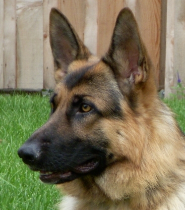 Alsip's profile picture. Dog