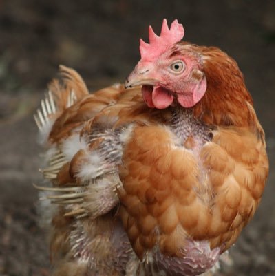 thechickenmafia's profile picture. The antics of some cheeky & much loved hens living in a cottage garden in Sussex. We're passionate about hen welfare and all our hens are rescues.