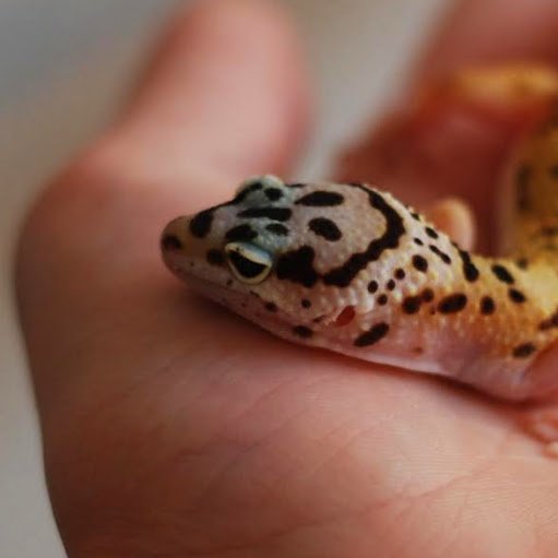 BloemhardJaxton's profile picture. blah nlah