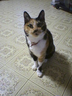 安藤真悟 Midtennis Twitter