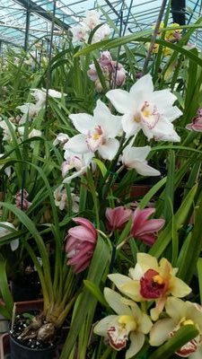 wintzeldixon's profile picture. 