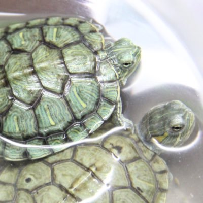 LoveforOceans's profile picture. A straight line may be the shortest distance between two points, but it is by no means the most interesting.