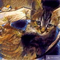 miyu (@meowmiyu) 's Twitter Profile