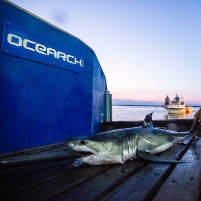 montauk sharks