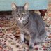 Claudius Kitter (@catsul_general) Twitter profile photo Claudius Kitter (@catsul_general) Twitter profile photo
