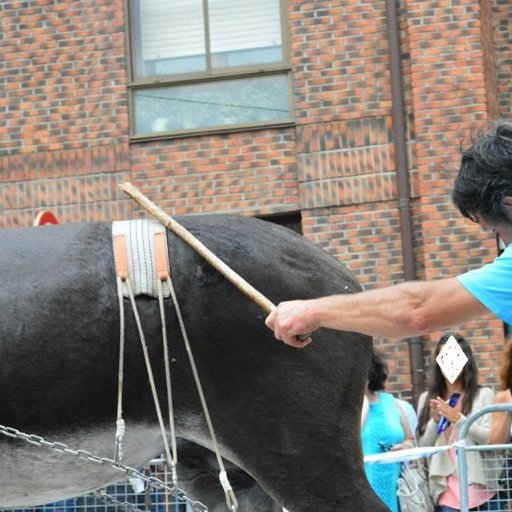 Pretendemos eliminar el Maltrato Animal, en todas sus formas, en el municipio de Leioa
Animaliekiko tratu txarrak Leioatik desagertarazteko ekimena.