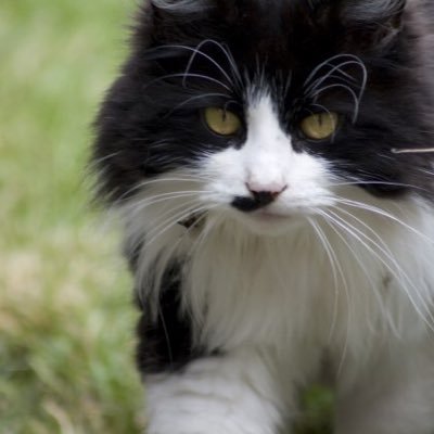 SingingWhispers's profile picture. [Tom] [Lover,shy,Troubled] [21 moons] [''p-please stop it hurts. . .''] [doesn't like to talk] [gayish] [Taken:@awakeningtears]