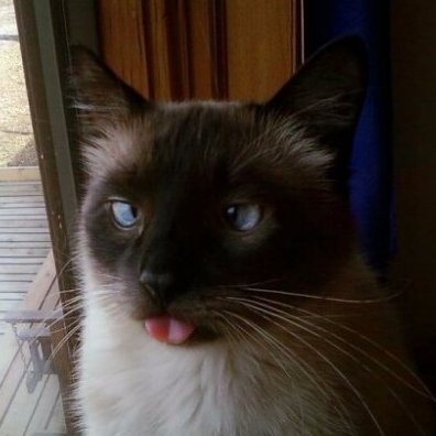 marshpotatos's profile picture. 