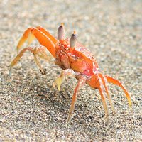 Krabby (@vetoplastic) 's Twitter Profile