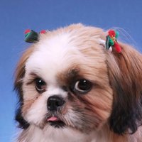シーズ犬の癒し画像bot (@shihtzu_botbot) Twitter profile photo