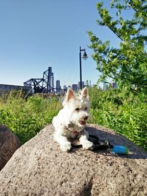 🌈 2022.10.31
#Rescue who found his forever home | Dog-in-Chief @honeycombcredit | belly rubs | #PoCrew | IG: ChicagoWestie