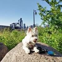 Napoleon(@ChicagoWestie) 's Twitter Profile Photo