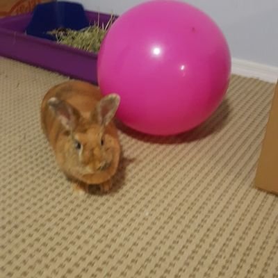 Canadarules1's profile picture. Love Soccer. Nice people. Dogs & Rabbits.
Like spending time @ my vacation home