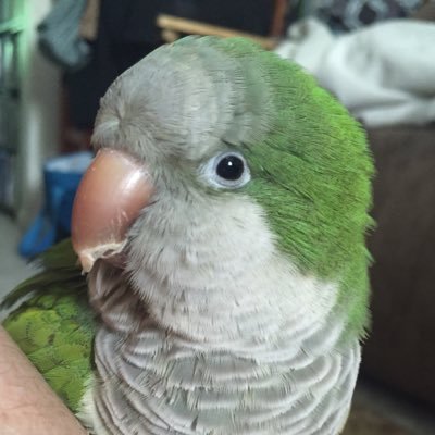 Dancing Quaker parrot, dance instructor and I live with my cockatiel bro and 2 parakeet bros FB/Instagram - BhurjiTheQuaker #adoptdontshop