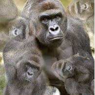 If your dick isn't out then you can harambe yourself