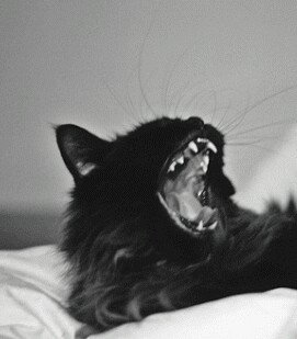 ﹂You'll never know the psychopath sitting next to you.﹁ ◦ Female ◦ 20 moons ◦ Psychopathic ◦ Enthusiastic ◦ Torn red collar ◦ ❡ Heathens, Twenty One Pilots ❡