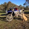 Albeveridge1's profile picture. Sheep and crop farmer in the southern end of the Grampians