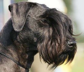 Canine journalist and Cesky Terrier addict