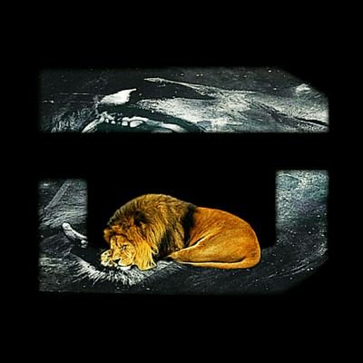 lIDubzeiIl's profile picture. Co-Founder of @DibzClanYT, designer, main editor for @DibzClanYT, Leader! Subscribe to Brandon Leangel