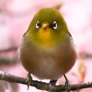 子供の頃から生き物が好きです。　　　現在は野鳥の写真を中心に  昆虫や山野草の写真で楽しんでます。俳句は新人のまま30年を超えました。日本野鳥の会、俳人協会、俳誌「嵯峨野」会員。