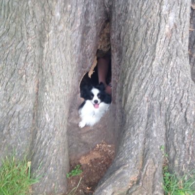 My names Benni, I'm a 5 year old rescued papillon loving my life! I have endless energy and love discovering new things! My mum calls me her lovable rogue!
