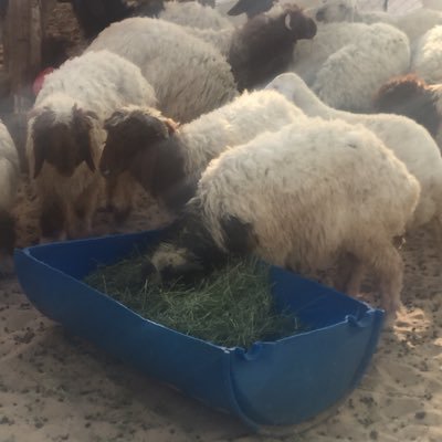 sog_gnm's profile picture. 