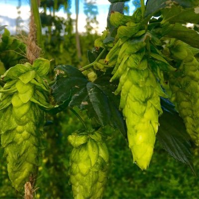 HonkyTonkHops's profile picture. A new and growing Hop Farm in Dassel, MN.