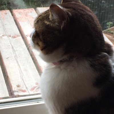 tyoimajin's profile picture. いいねはお気に入り、リツイートは拡散という使い方をしてます。